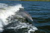Delphin